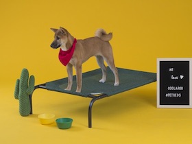 Coolaroo Hundebett - 
kleine groß : Photo 5