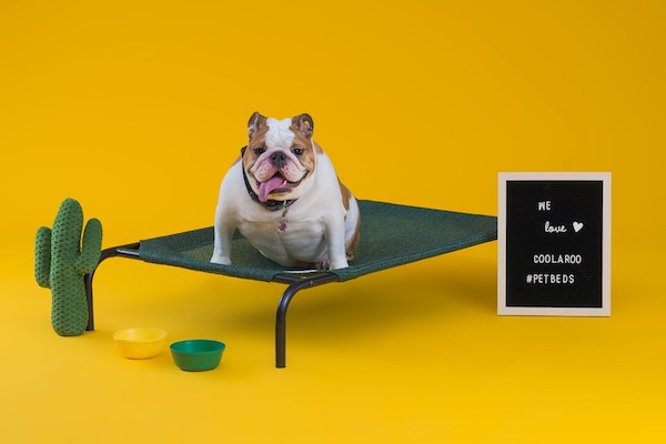 erhöhtes haustierbett Mittel - Masse 67,5cm x 107cm - Ideal für mittelgrosse Hunde (CPETBEDM)