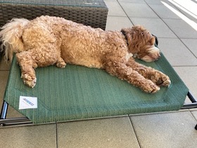Coolaroo Hundebett - 
kleine Mittel : Photo 3