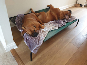 Coolaroo Hundebett - 
kleine Extra groß : Photo 5