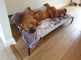 Coolaroo Hundebett - 
kleine Extra groß : Photo 6