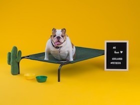 Erhöhte Coolaroo Hundeliege Grösse Mittel