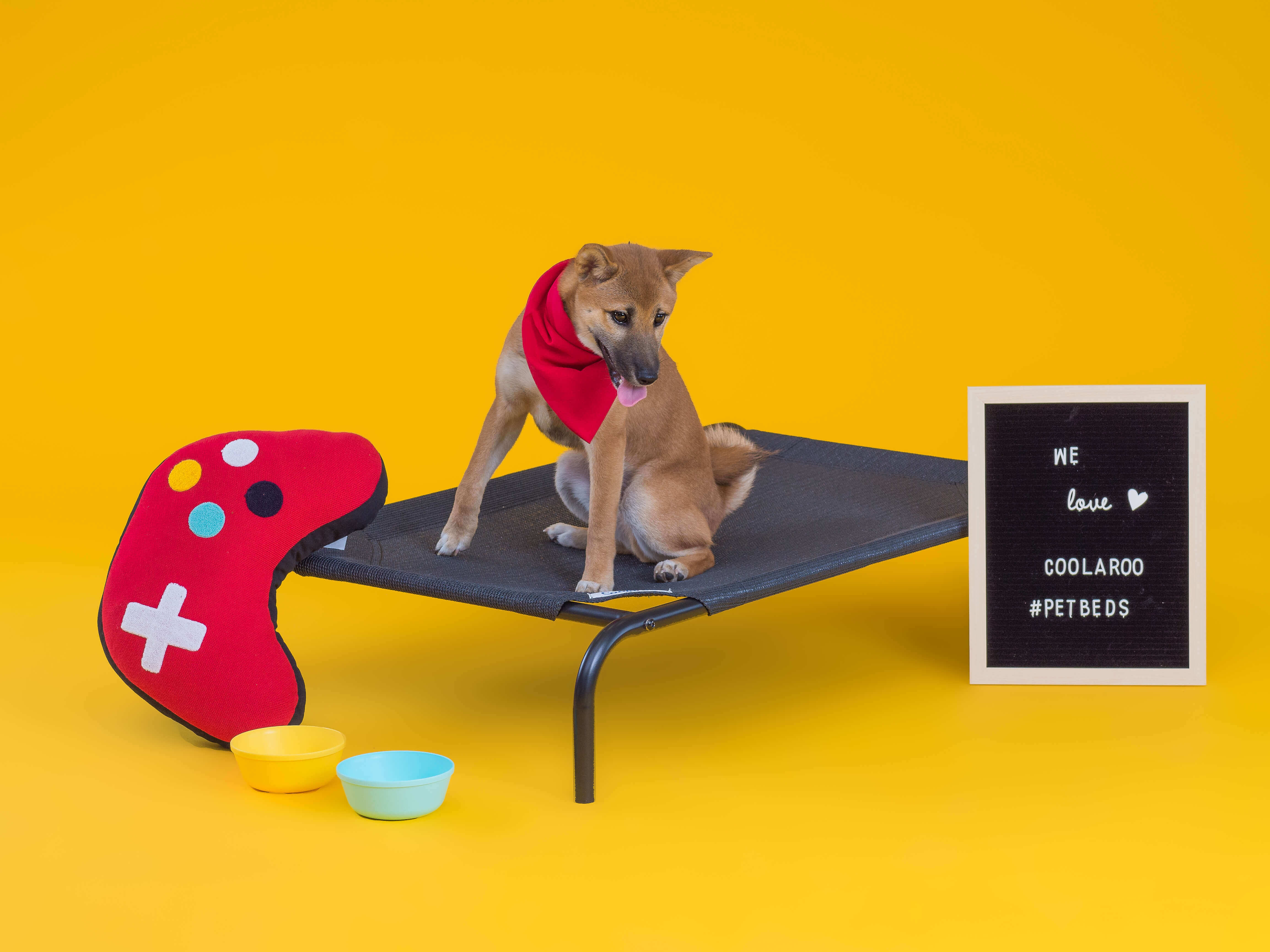 Hund liegt auf einer erhöhten Coolaroo Hundeliege
