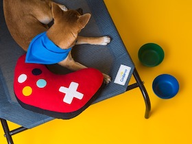 Erhöhtes Coolaroo Hundebett