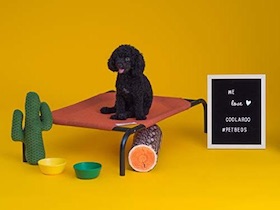 Erhöhtes Coolaroo Hundebett - 4
