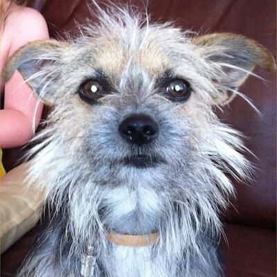 Marmite, unser Hund und 16 Jahre lang unser bester Freund