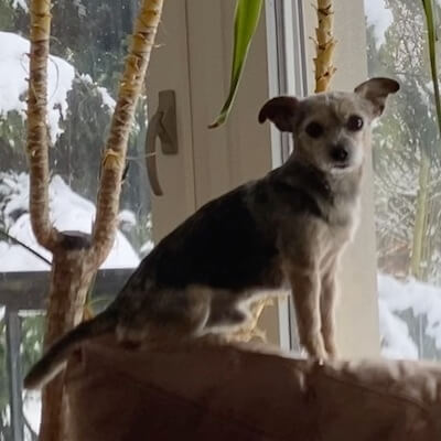 Marmite, unser Hund und 16 Jahre lang unser bester Freund