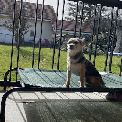 Marmite auf seinem erhöhten Coolaroo Hundebett auf unserer Terrasse